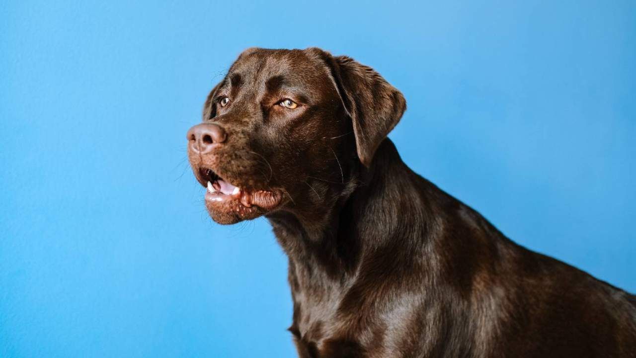 Specific dog food recalled, however, not for the reason why you think