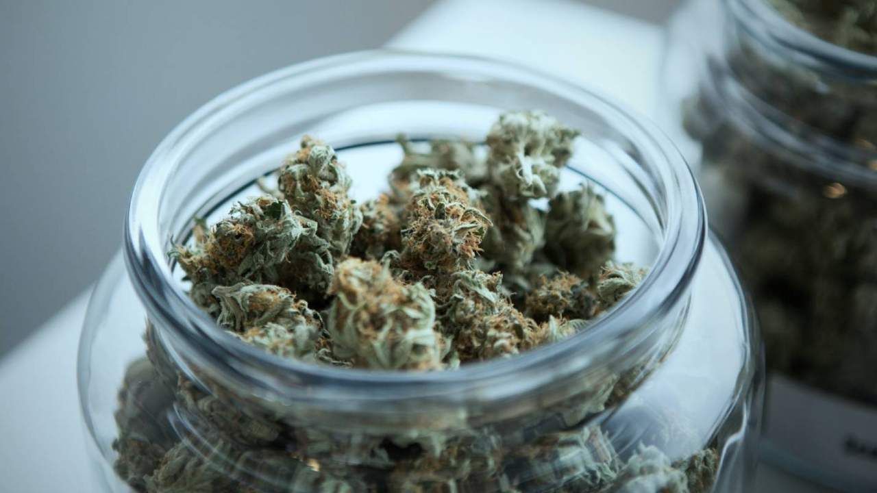 Using cannabis to take care of migraines may have an agonizing consequence